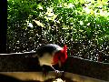 gal/holiday/Brazil 2005 - Foz do Iguacu Birds Sanctuary/_thb_Bird_Sanctuary_Iguacu_DSC07138.jpg